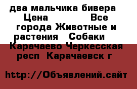 два мальчика бивера › Цена ­ 19 000 - Все города Животные и растения » Собаки   . Карачаево-Черкесская респ.,Карачаевск г.